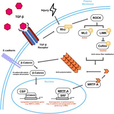 Lens Fibrosis: Understanding the Dynamics of Cell Adhesion Signaling in Lens Epithelial-Mesenchymal Transition